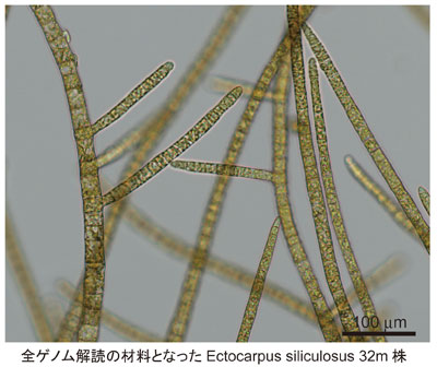 Ectocarpus_400.jpg