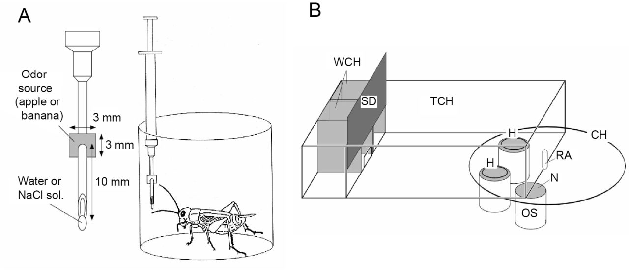 コオロギの行動が 習慣 になる 古典的条件付けでの 習慣形成 の発見 北海道大学 理学部 生物科学科 生物学