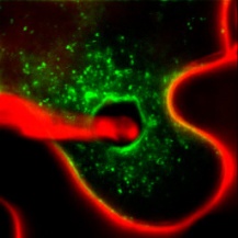 緑：ATL31-GFP 赤：細胞壁及びうどんこ病菌