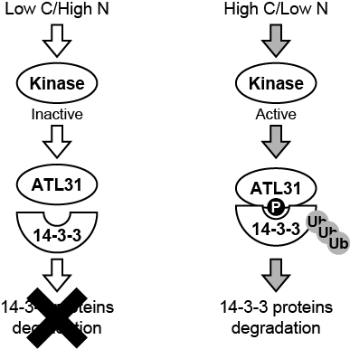 図2. ATL31による14-3-3タンパク質のユビキチン化制御のモデル