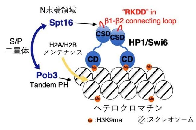 遺伝情報の取り出しを調節するクロマチン高次構造制御機構を解明