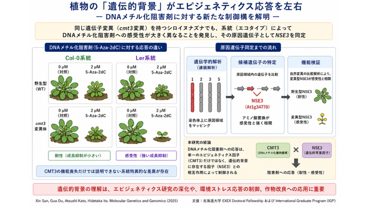 生物学】植物の「遺伝的背景」がエピジェネティクス応答を左右